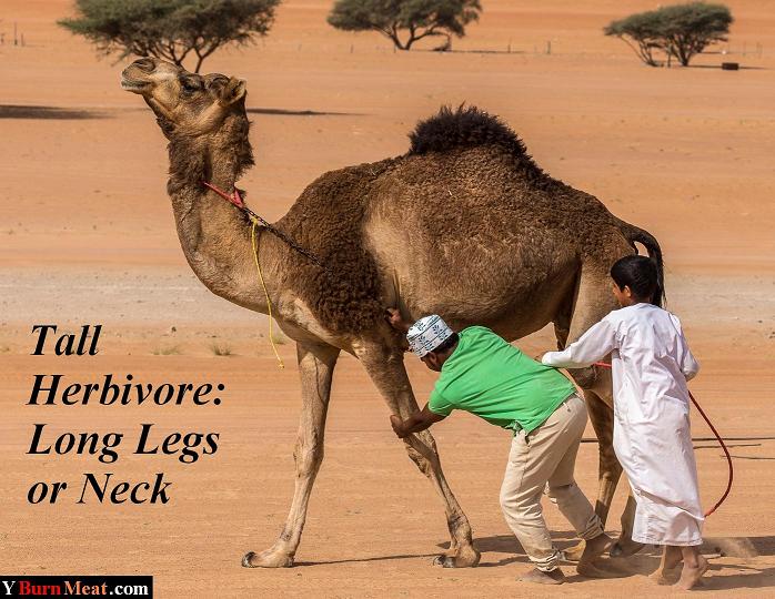 Camel Long Legs and Neck