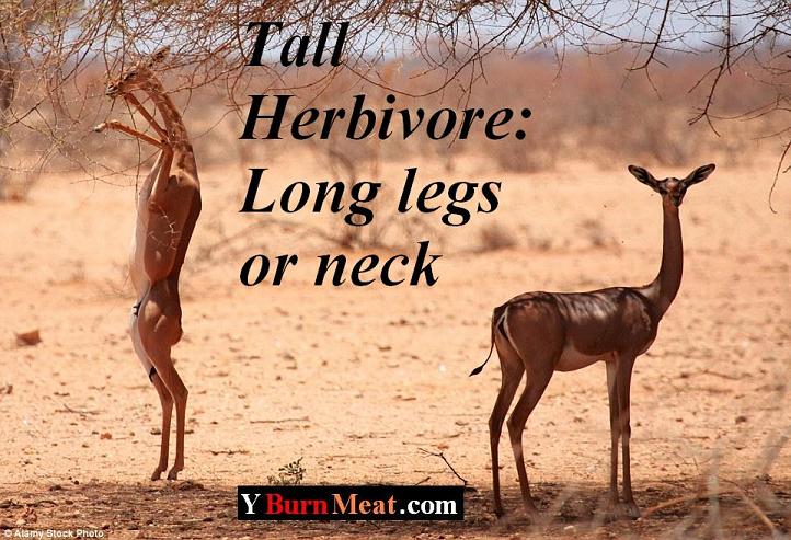 Tall Herbivore Long legs or Neck