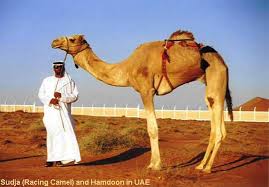 Tall Camel Man