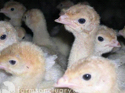 turkey chicken battery cages torture abuse