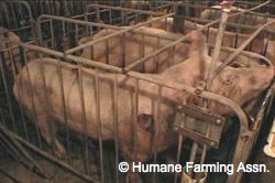 pig pork gestation crate animal torture