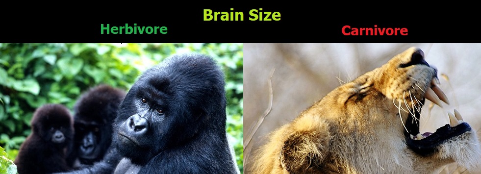 Brain Size Carnivore Vs. Herbivore