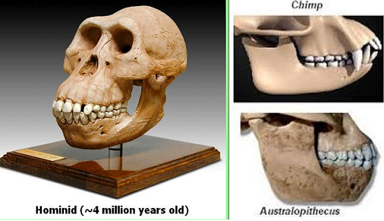 Jaw Hominid Vs. Chimp